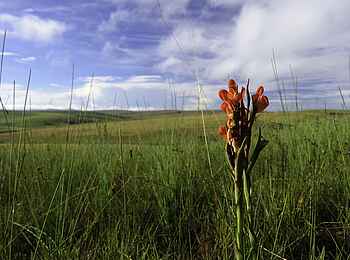 Chelinda Lodge: Wildblumen