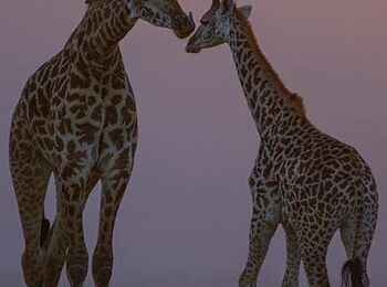 Chem Chem Lodge: Giraffen im Abendlicht Chem Chem Lodge: Giraffen im Abendlicht