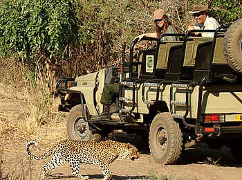 Chiawa Camp: Leopard