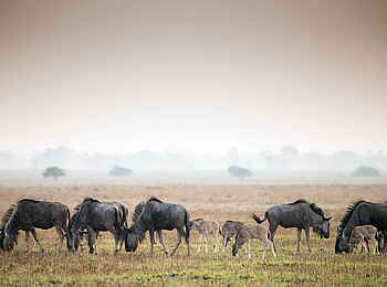 Chisa Busanga Camp: Gnus
