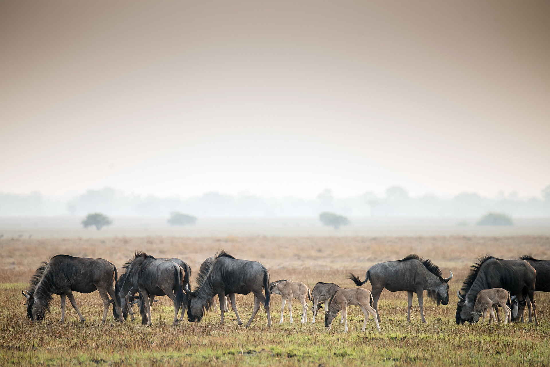 Chisa Busanga Camp: Gnus Chisa Busanga Camp: Gnus