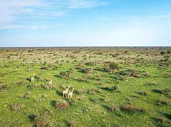 Evolve Back Gham Dhao Lodge: Giraffen