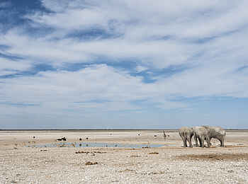 Horizon by Ongava: Elefanten an einem Wasserloch
