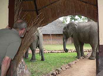 Kafunta River Lodge: Elefant im Camp