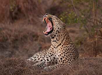 KaingU Safari Lodge: Gähnender Leopard