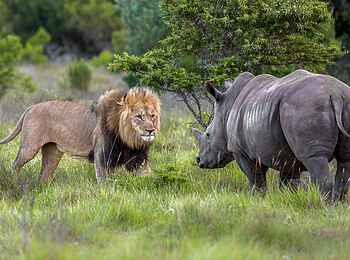 Kariega Main Lodge: Begegnung Kariega Main Lodge: Begegnung