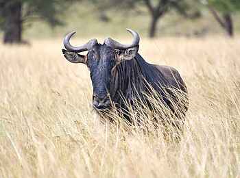 Kaskaz Mara Camp: Gnu