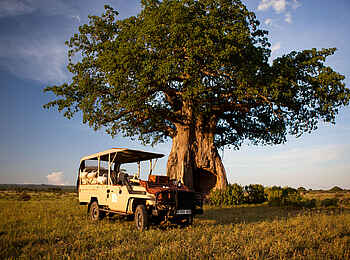 Kigelia Camp: Sundowner neben einem Baobab Kigelia Camp: Sundowner neben einem Baobab