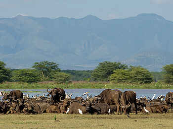 Lake Manyara Serena Lodge: Wasserbüffel ruhen im Einklang mit Wasservögeln