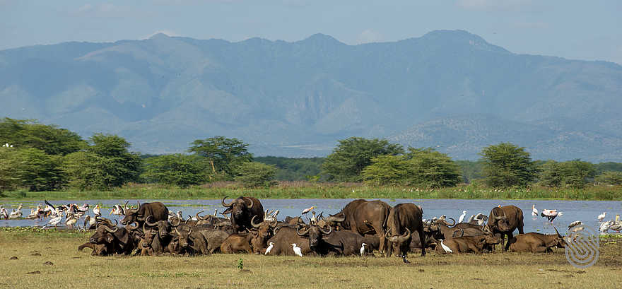 Lake Manyara Serena Lodge: Wasserbüffel ruhen im Einklang mit Wasservögeln Lake Manyara Serena Lodge: Wasserbüffel ruhen im Einklang mit Wasservögeln