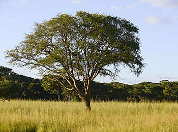 Lilayi: Graslandschaft Lilayi: Graslandschaft