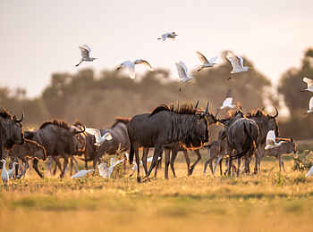 Little Mombo Camp: Gnus