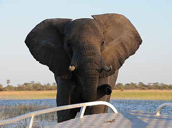 Macatoo Camp: Elefant am Boot