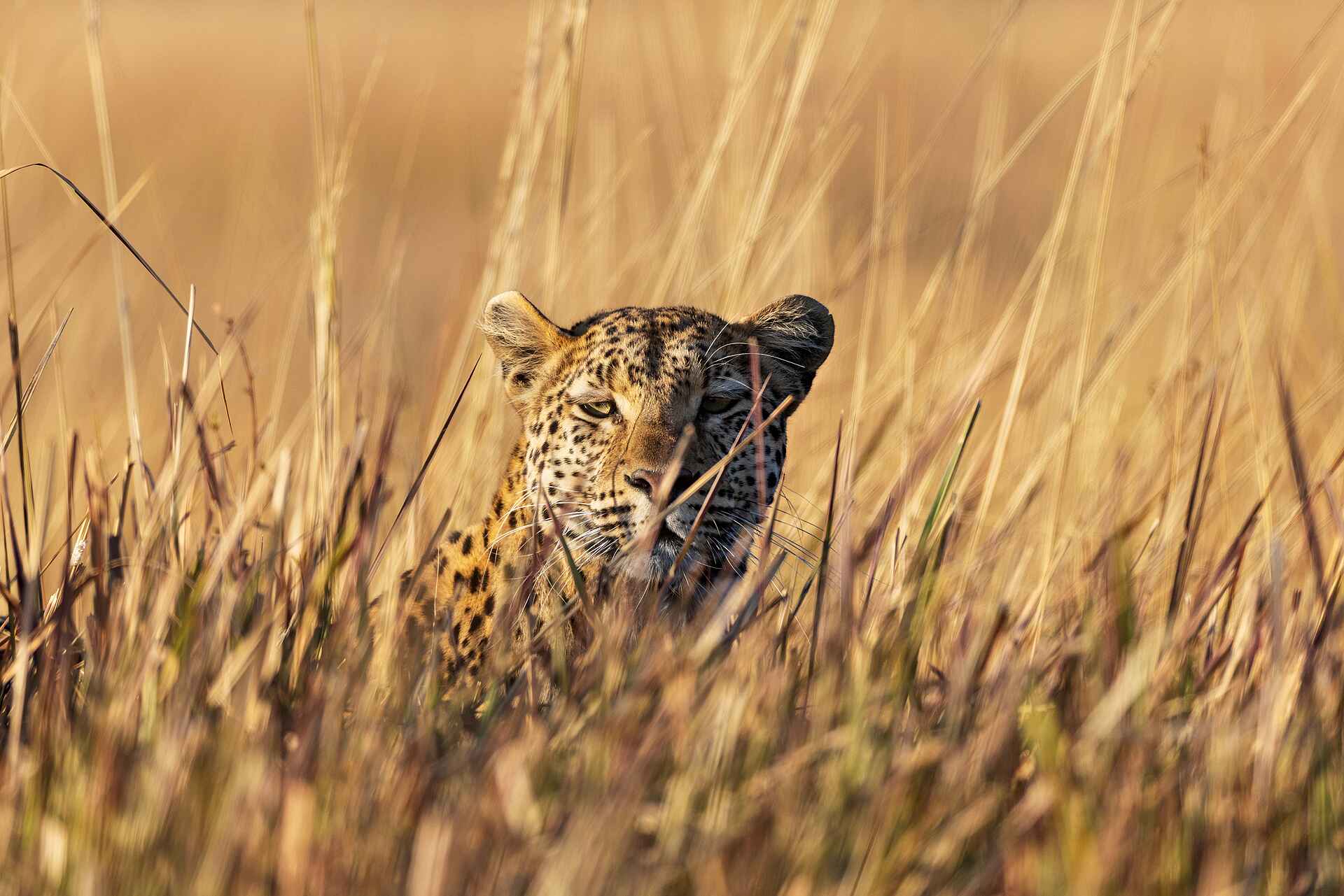 Mbamba: Leopard im hohen Gras
