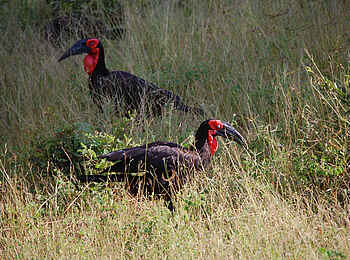 Muchenje Safari Lodge: Kaffernhornrabe