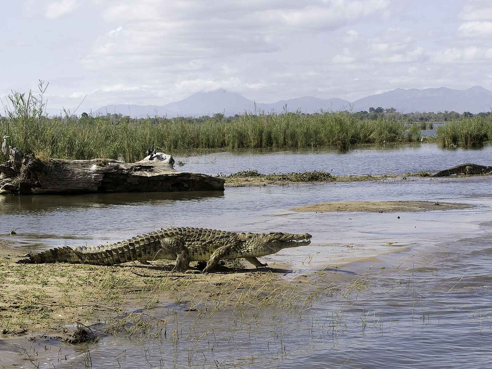 Mvuu Lodge: Krokodil am Shire River Mvuu Lodge: Krokodil am Shire River