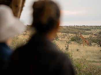Naboisho Camp: Giraffe beim Camp