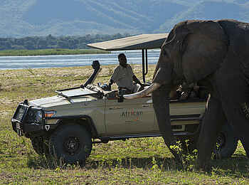 Nyamatusi Mahogany: Game Drive