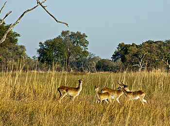 Oddball's Enclave Camp: Rote Moorantilopen Oddball's Enclave Camp: Rote Moorantilopen