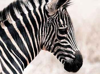 Otjimbondona Kalahari Lodge: Ein Zebrafohlen