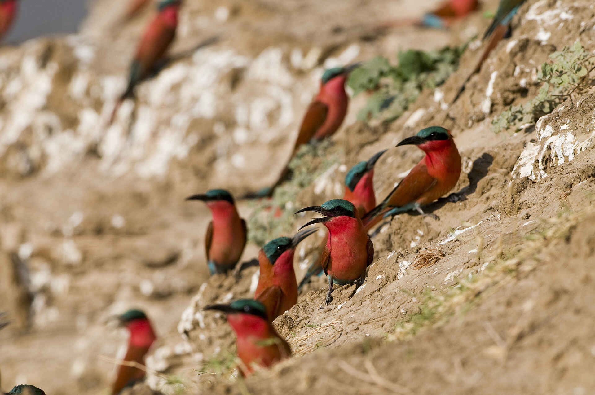 Chichele Presidential, Luangwa, Luangwa-Tal, Puku Ridge Camp, Sanctuary Retreats, SLNP, South Luangwa National Park, Carmine Bee-eater, Karminspinte, afrikarma, afrikarma Safaris, afrikarma.de