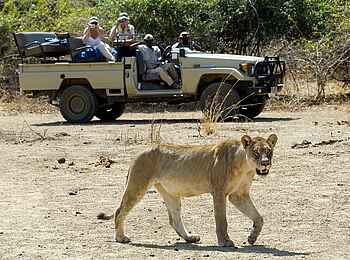 Robin Pope Safaris: Löwe unterwegs
