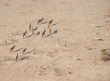 Safarihoek Lodge: Luftaufnahme von Antilopen im Park