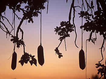 Sausage Tree Camp: Hängende Früchte