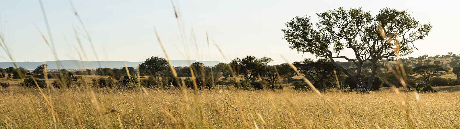 Singita Mara River Tented Camp: die Landschaft Singita Mara River Tented Camp: die Landschaft