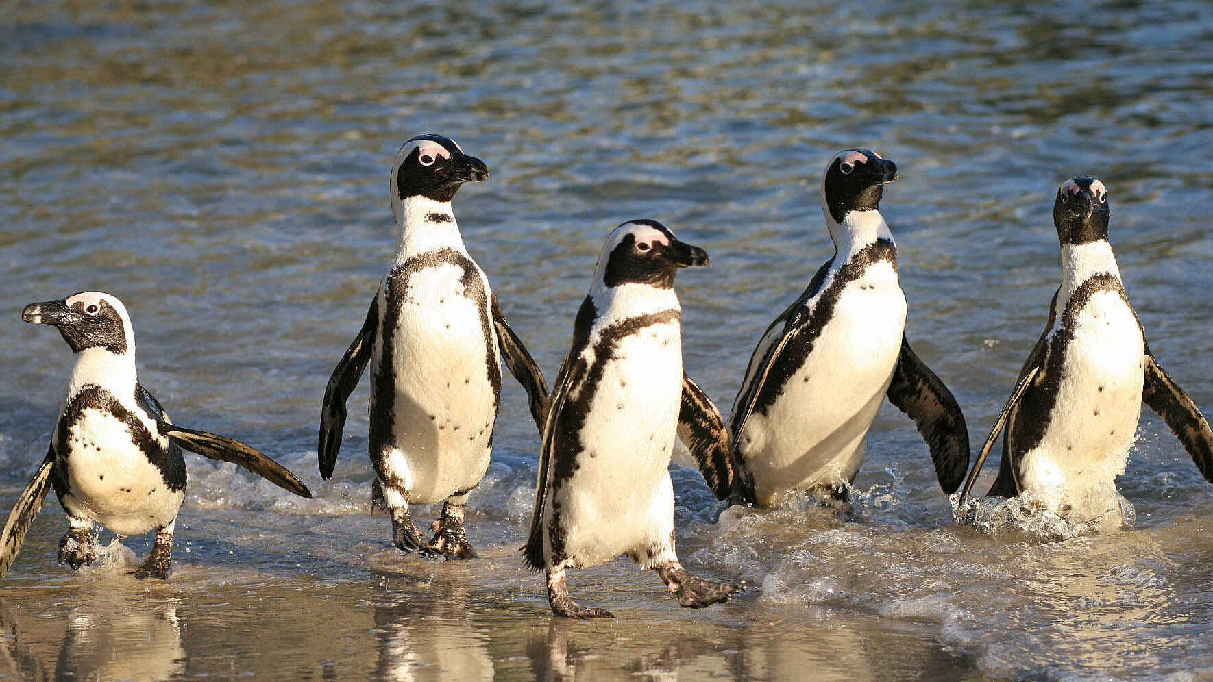 The Cellars-Hohenort Hotel & Spa: Pinguine