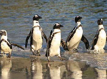 The Cellars-Hohenort Hotel & Spa: Pinguine The Cellars-Hohenort Hotel & Spa: Pinguine