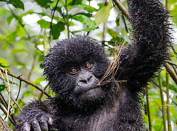 Wilderness Sabyinyo: Verspieltes Gorillababy Wilderness Sabyinyo: Verspieltes Gorillababy