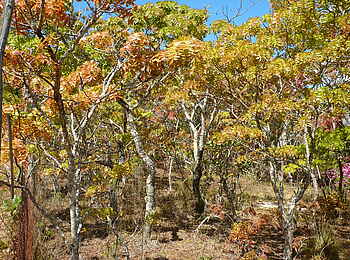 Frog and Fern Cottages: Miombo Forest Frog and Fern Cottages: Miombo Forest