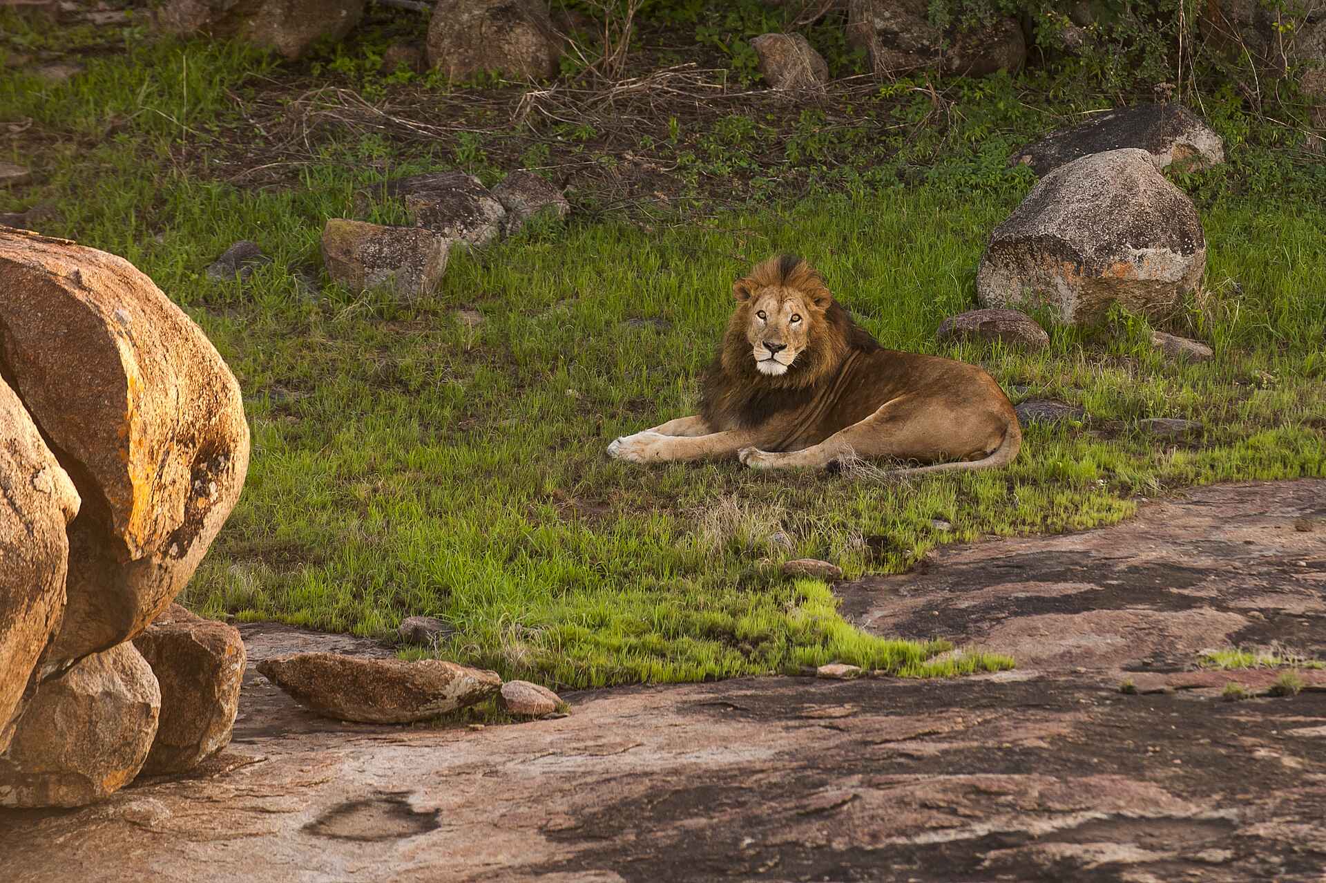 Friedkin Conservation Fund, Legendary Expeditions, Legendary Mwiba Lodge, Mwiba Wildlife Reserve, Afrikarma, Afrikarma Safaris, Afrikarma Safaris. Wildnis. Hautnah., Afrikarma.de, Game Drive, Safari, Tierbeobachtung, Löwen, Panthera Leo