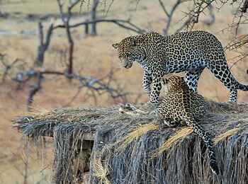 Legendary Mwiba Lodge: Leoparden auf einem Beobachtungsunterstand Legendary Mwiba Lodge: Leoparden auf einem Beobachtungsunterstand