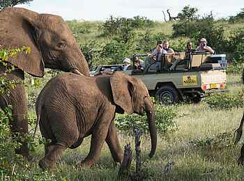 Mashatu Game Reserve: Elefantenfamilie