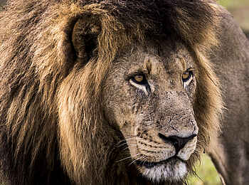 Mombo Camp: Nahaufnahme Löwe Mombo Camp: Nahaufnahme Löwe