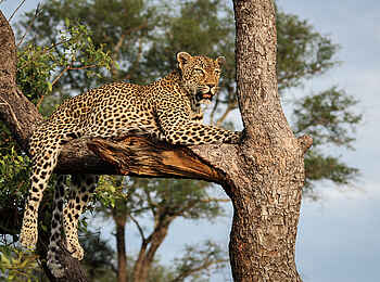 Sabi Sabi Little Bush Camp: Morgens halb 10