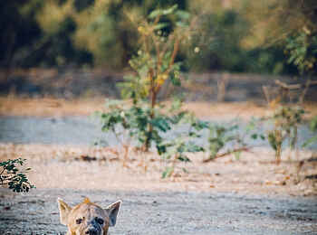 Tusk and Mane Safaris: Tüpfelhyäne Tusk and Mane Safaris: Tüpfelhyäne