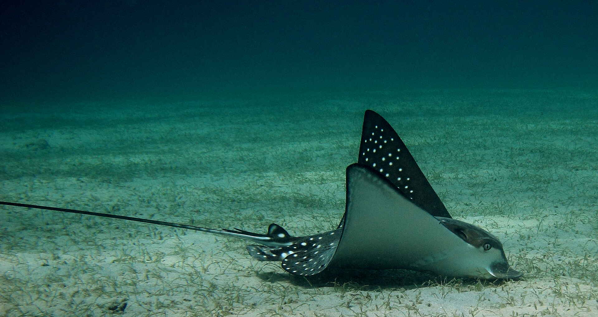 andBeyond Mnemba Island Lodge: Ein Adlerrochen