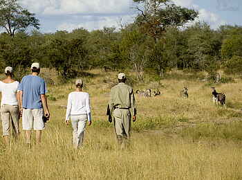 &Beyond Ngala Safari Lodge: Begegnung mit Wildhunden
