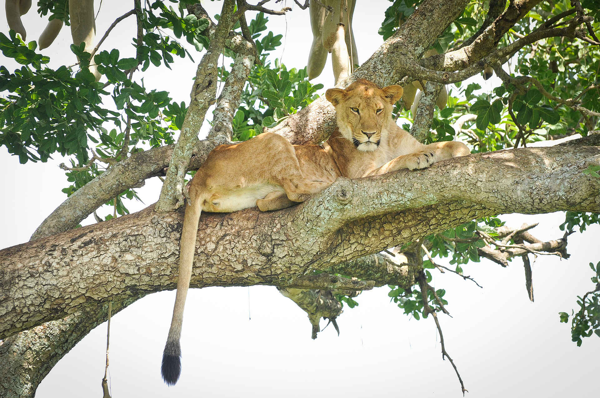 Apoka Safari Lodge, Baum, Kidepo National Park, Kidepo Valley, Kletternder Löwe, Löwe, Narus Valley, Narus-Tal, Sausage Tree, Savanne, Afrikarma, Afrikarma Safaris, Afrikarma.de, Willdplaces Africa