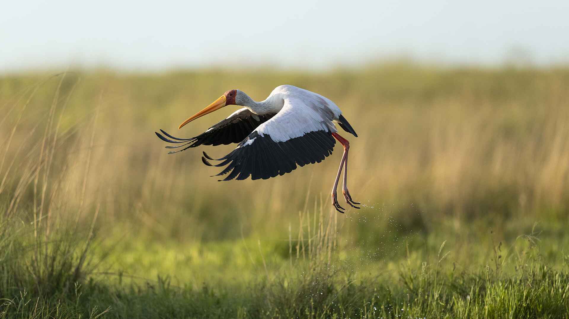 King Lewanika Lodge: Storch