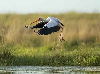 King Lewanika Lodge: Storch King Lewanika Lodge: Storch