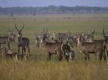 Kubatana Camp: Männliche Wasserböcke
