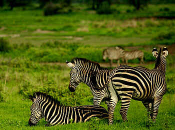 Kwihala Camp: Zebras im Grünen