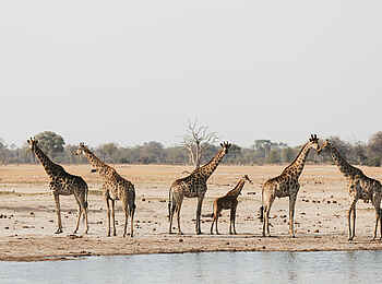 Linkwasha Camp: Giraffen Linkwasha Camp: Giraffen