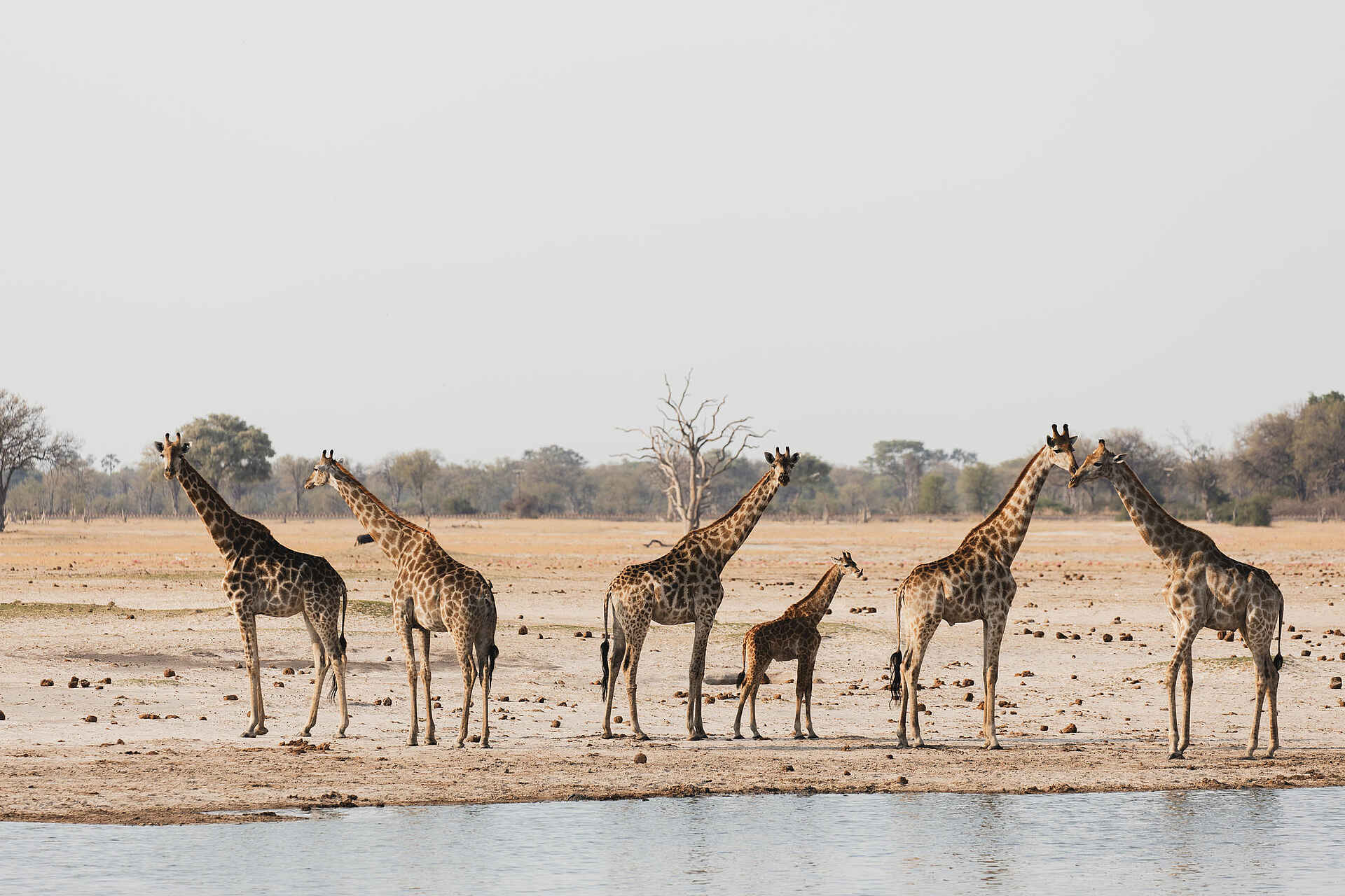 Linkwasha Camp: Giraffen