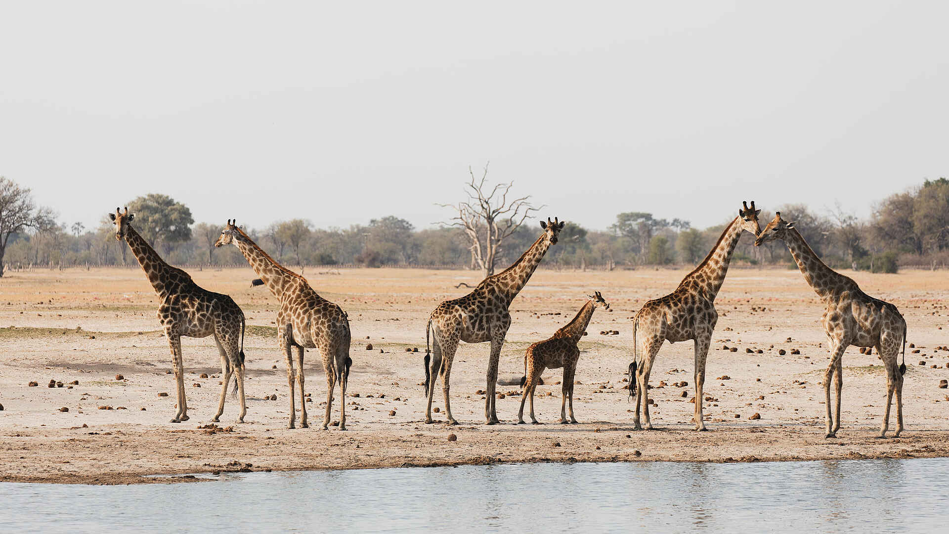 Linkwasha Camp: Giraffen Linkwasha Camp: Giraffen