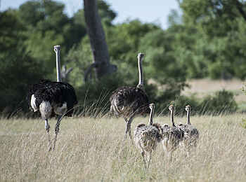 Linkwasha Camp: Straußenvögel